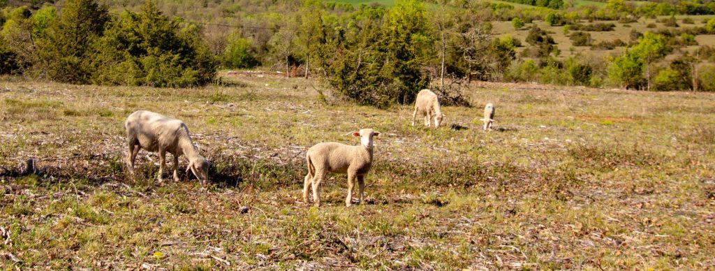 Moutons sur le Causse